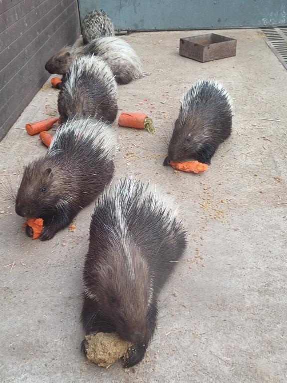 包头市动物园在哪里,包头劳动公园动物园