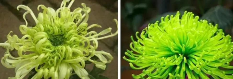 不是花中偏爱菊菊花开尽更无花,不是花中偏爱菊只是花开尽更无花