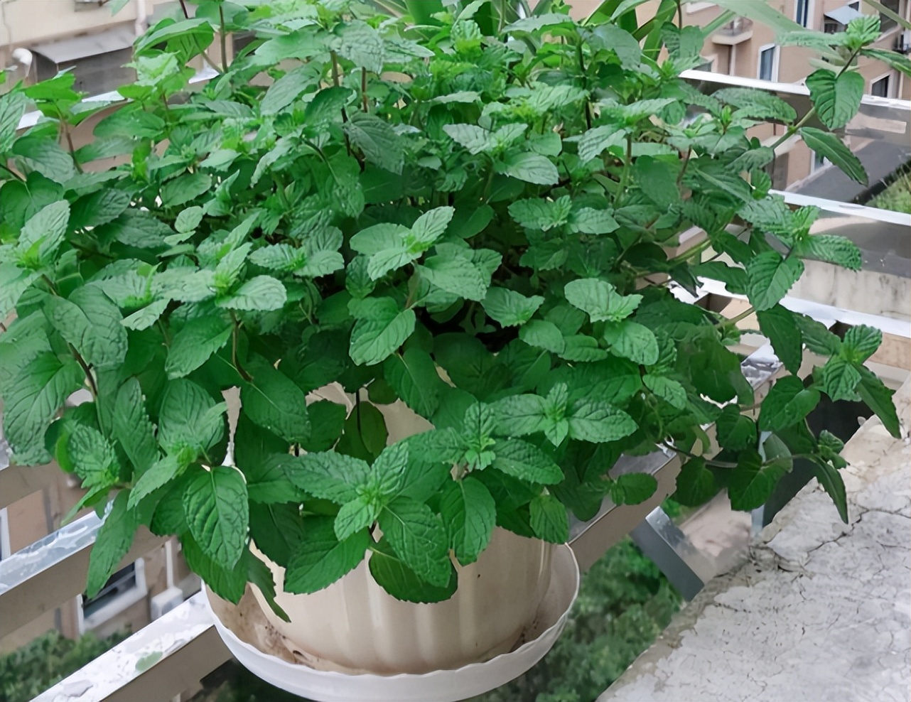 发现有1种香料，蚊子超讨厌，厨房里养2盆，养眼又提神