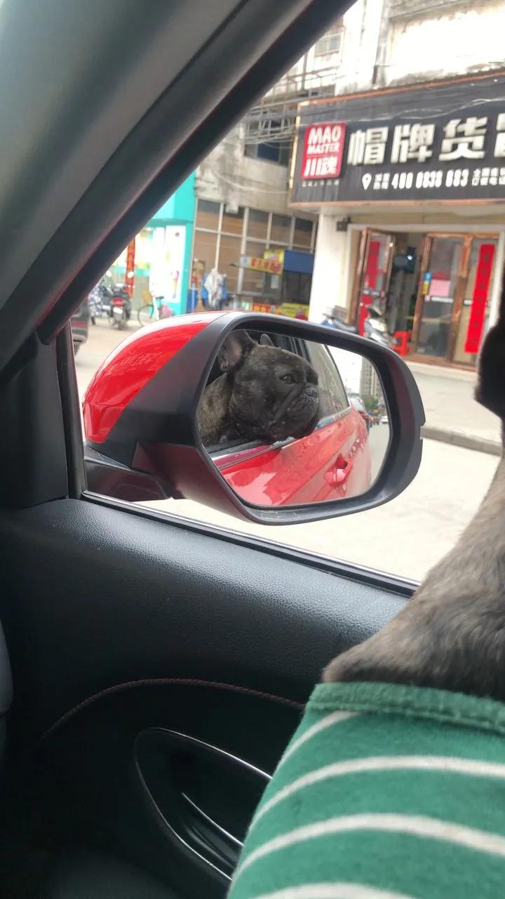 狗狗分得清人类的长相吗,在狗狗眼里分男女吗