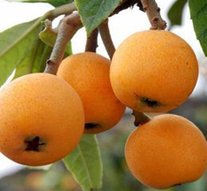 载酒西园醉枇杷一树金,东园载酒西园醉的下一句