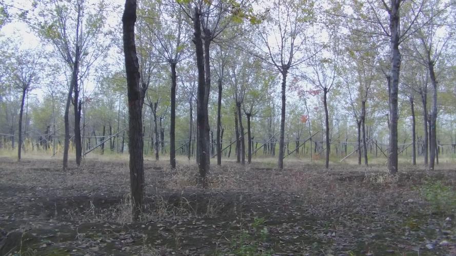 畸形的恋母情结，到底有多可怕？看完茶平文案件你就明白了