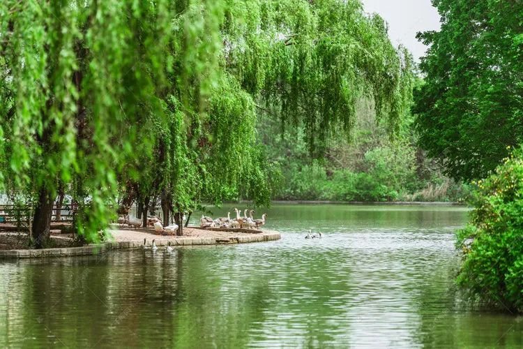植树节诗句有哪些,植树节的诗句古诗和名言