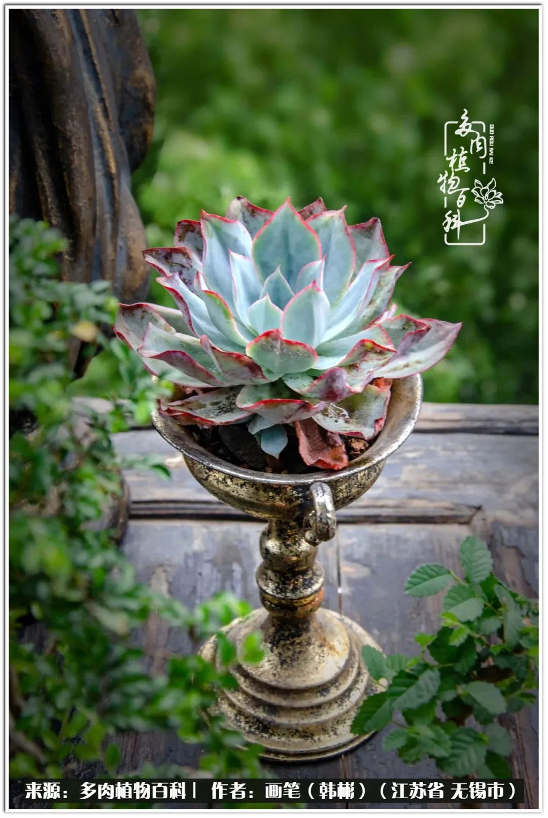 月满西楼别有一番滋味在心头,绿肥红瘦