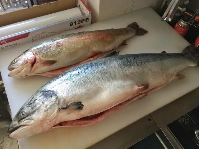 假冒三文鱼如何鉴别,山寨版三文鱼养殖技术