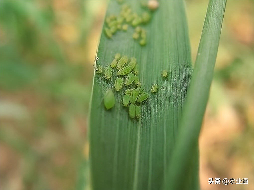 防治小麦蚜虫最佳药,邢台小麦蚜虫防治时间