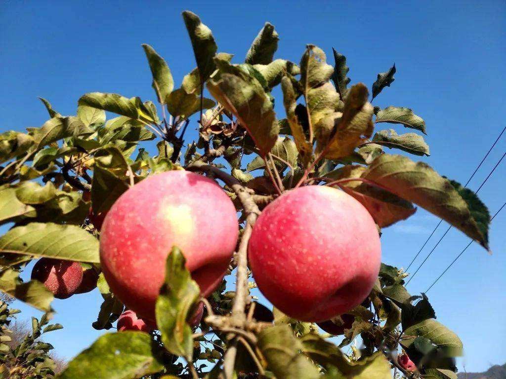 全国最好吃的苹果品种,全国哪的苹果最好吃