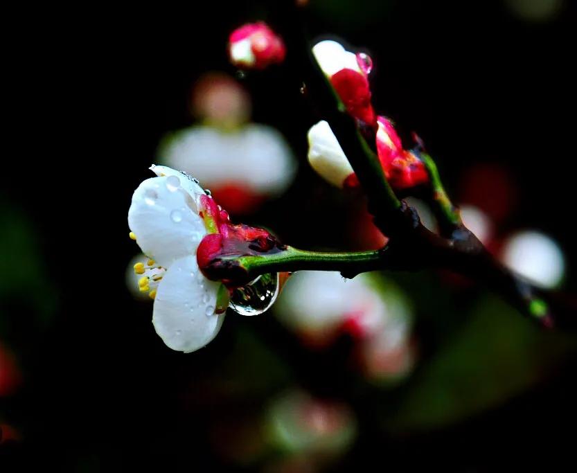 白梅花绽放视频,白梅花盛开