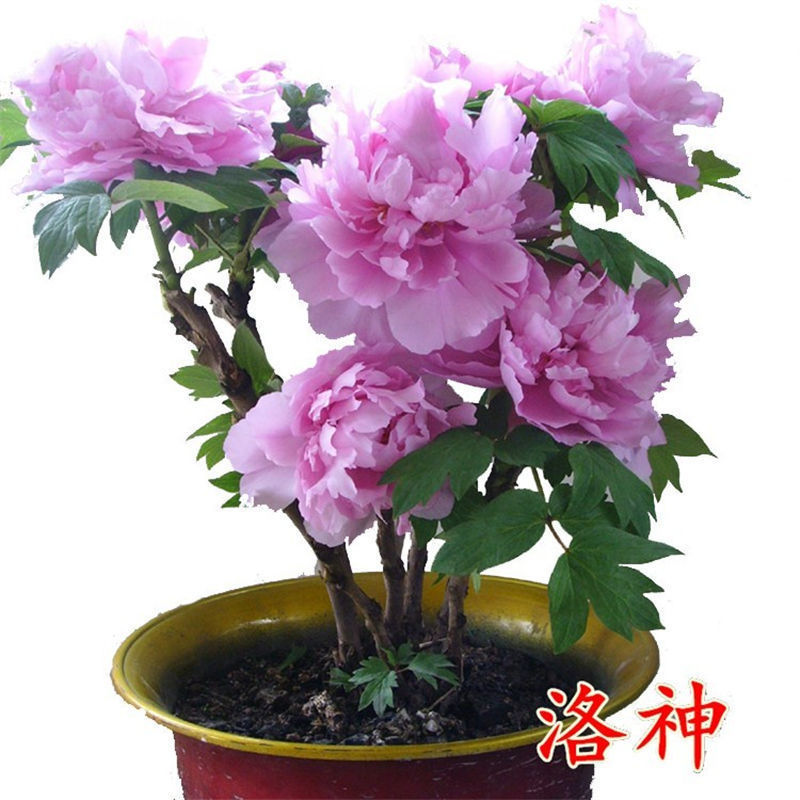 适合女生养的4种花,十大最适合女性养的花