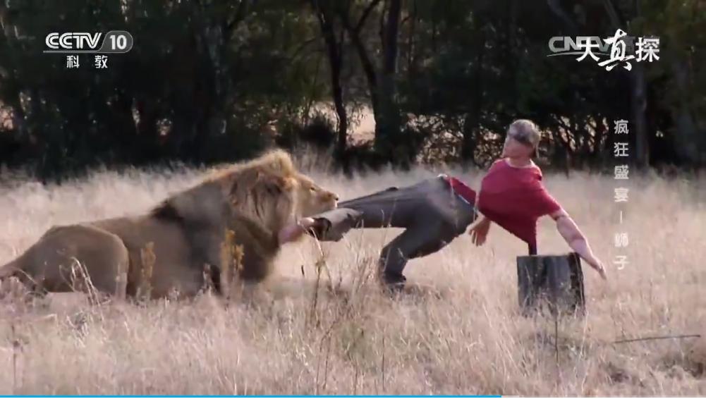 两个外国人吃狮子,两个外国人挑战被各种生物咬