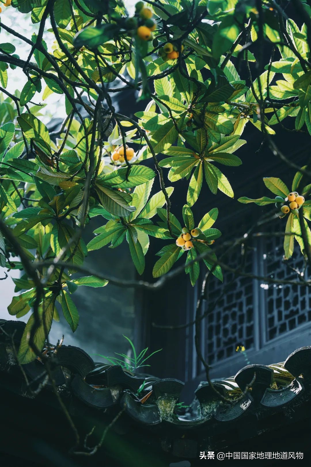 北方人认识枇杷吗,南方人有多爱嗦粉