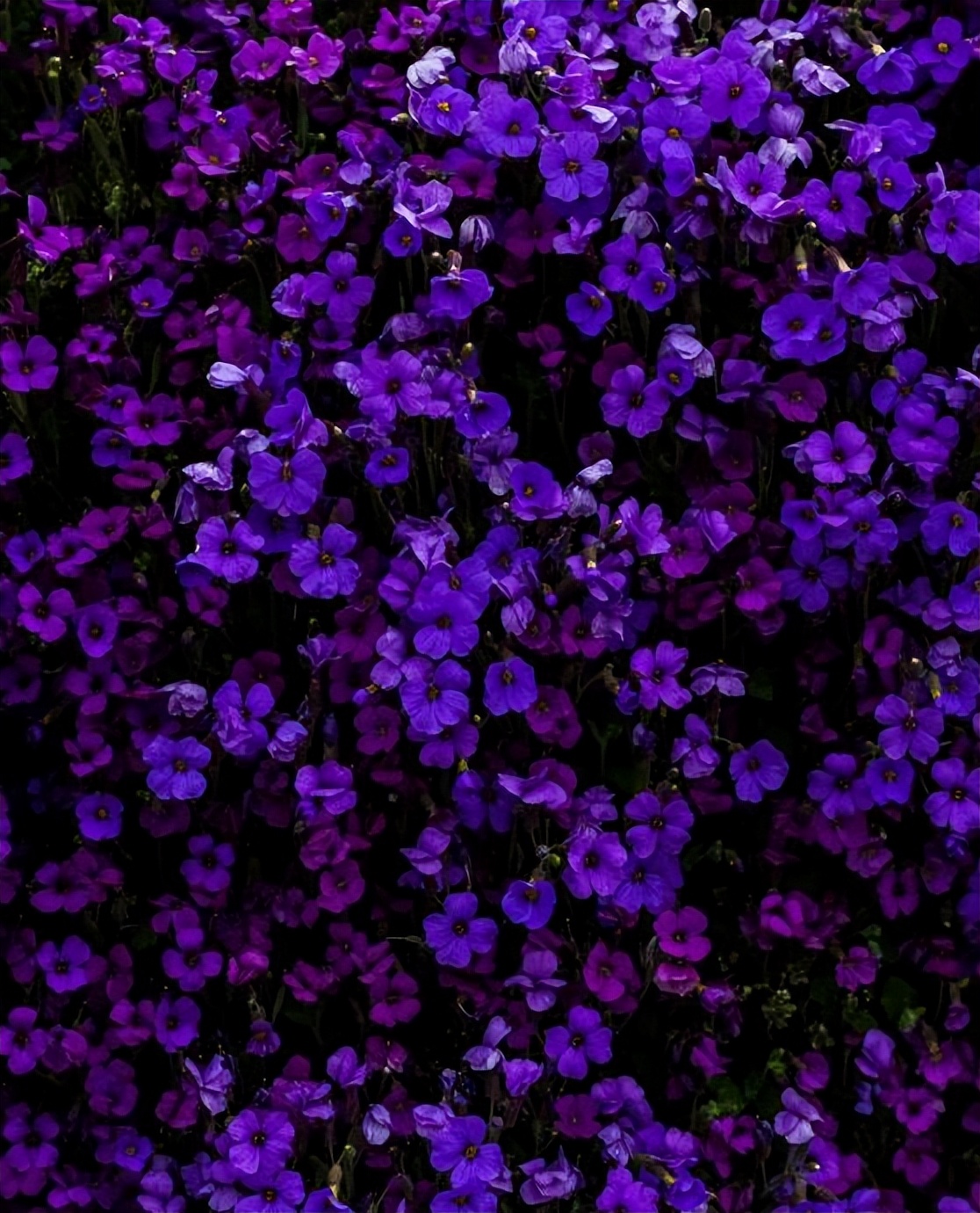 在520当天还有超浪漫的赠花活动,520只送女朋友花合适吗