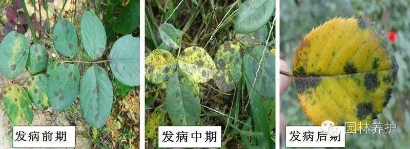 12月份园林绿化养护工作重点,元月份园林养护重点工作