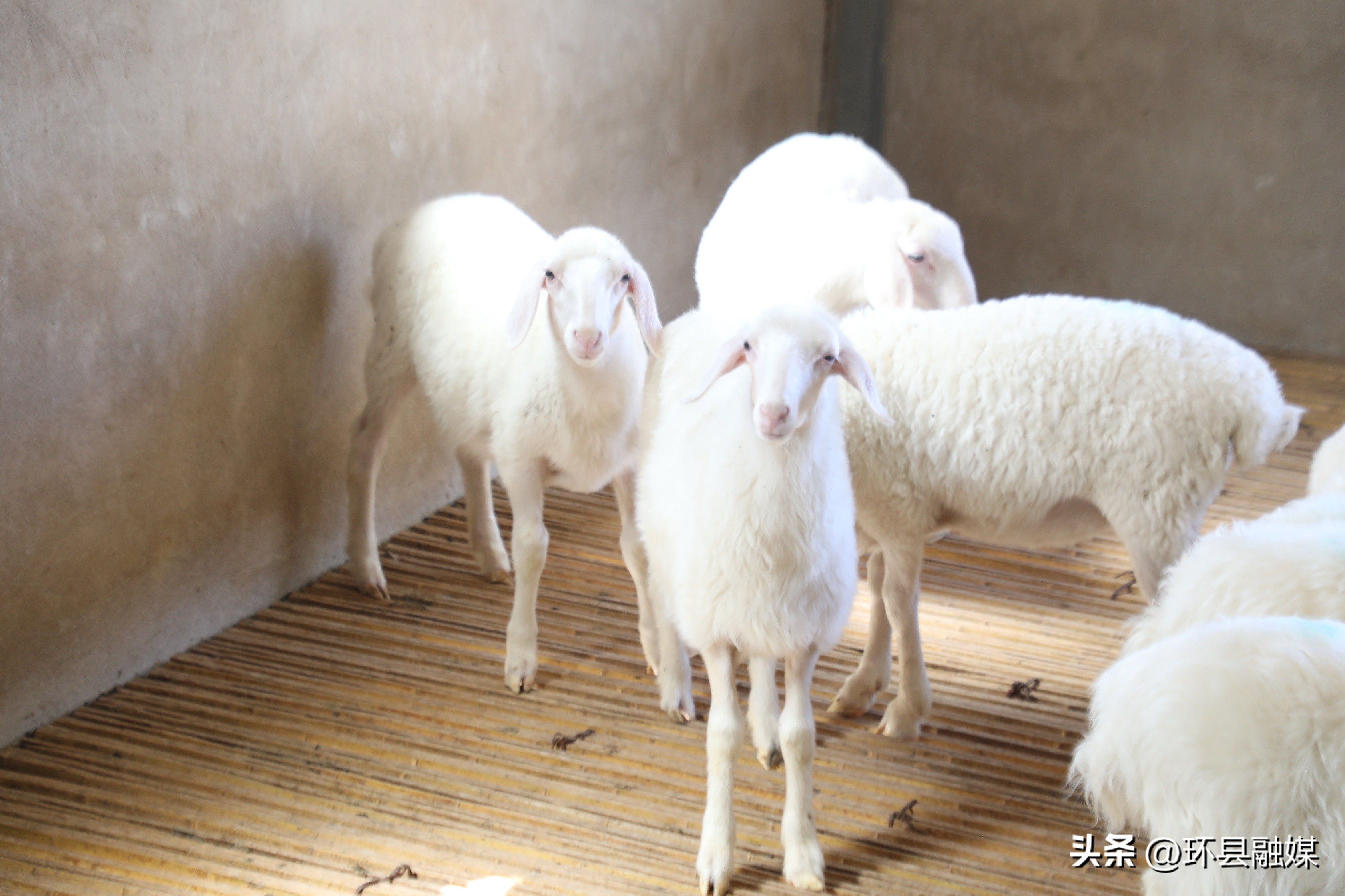 带动群众致富奔小康,容县强化党建引领助推产业发展