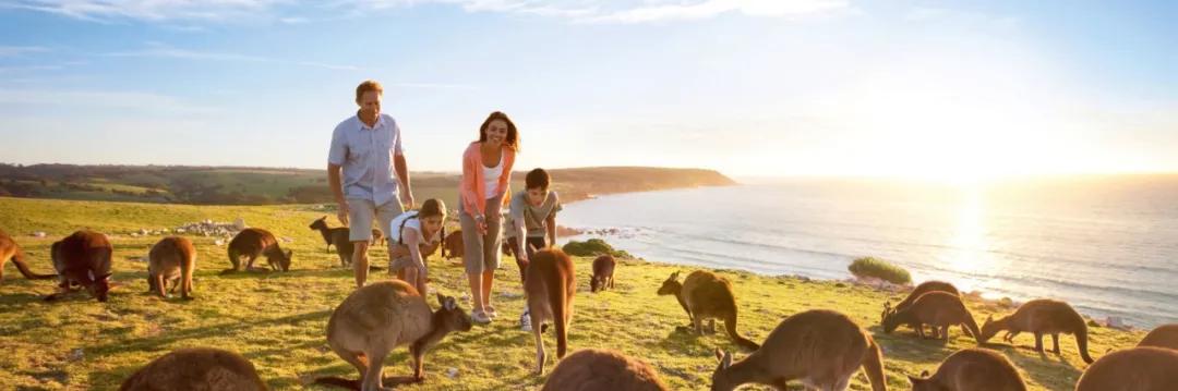 澳大利亚技术移民中介费用一览表,澳洲雇主担保工作签证成功率多少