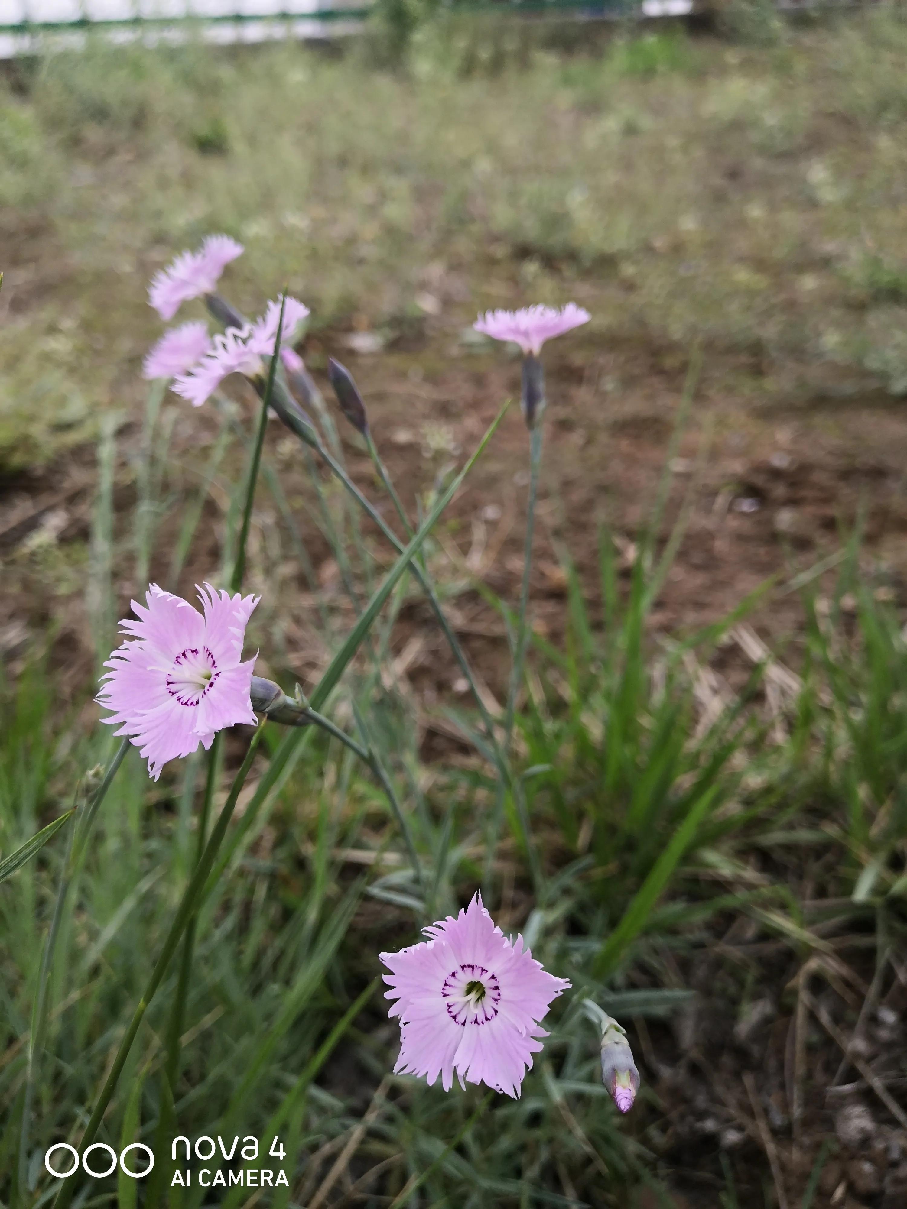 万能写作模板微头条,微头条写作套用公式
