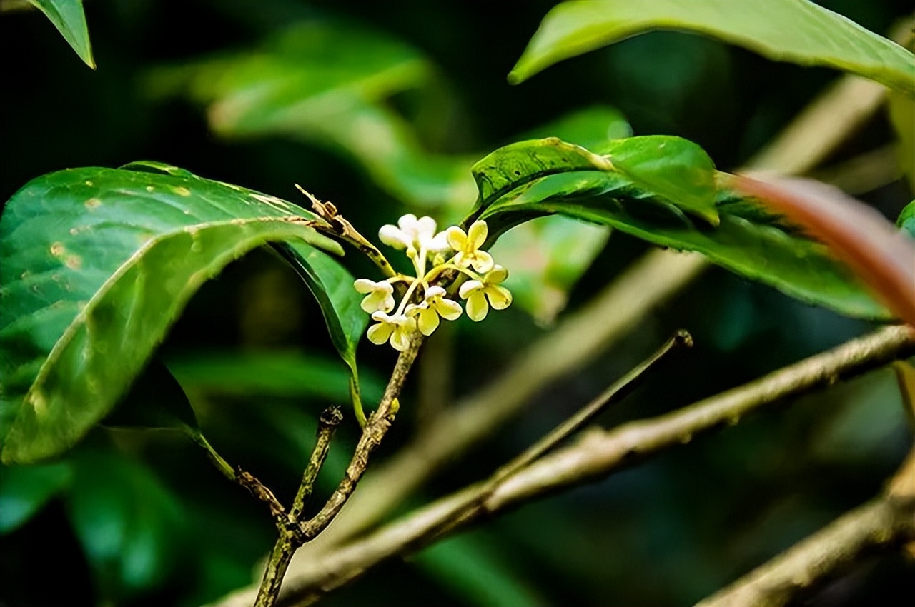 秋意渐浓，收藏十月咸宁的专属香气……