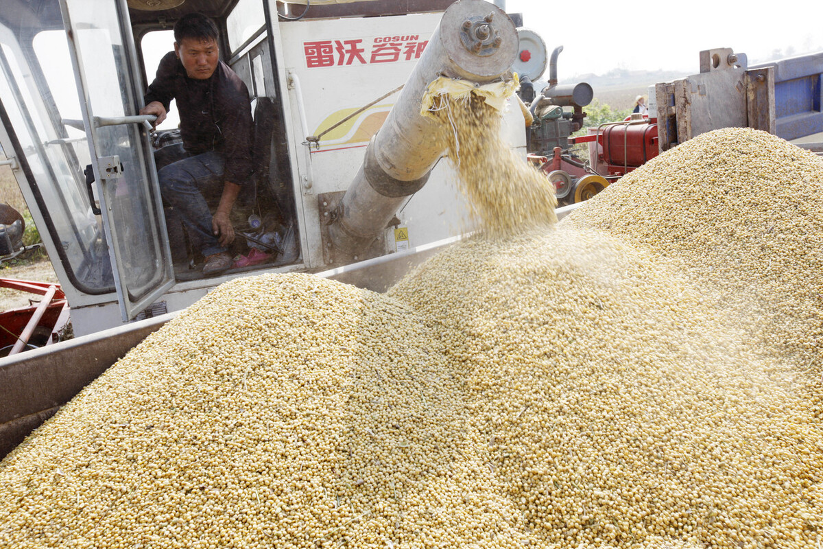 黑龙江大豆今天大豆期货价格,转基因大豆和非转基因大豆价格