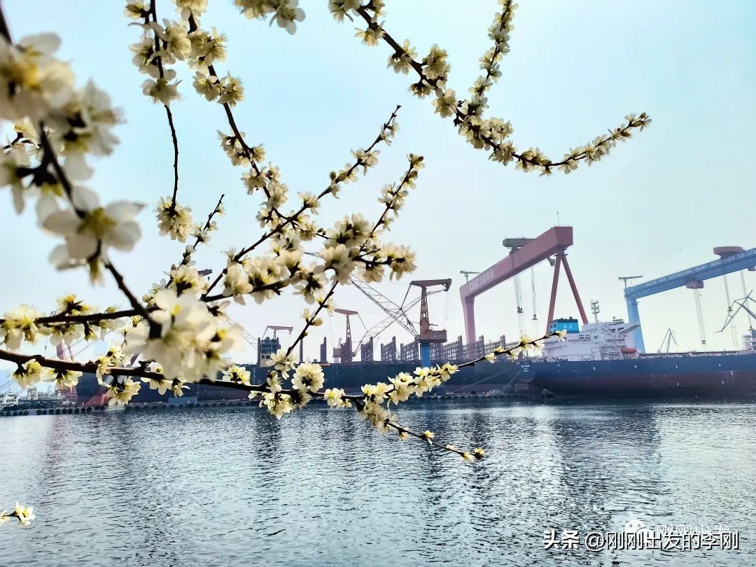 去大连看桃花是在几月份,大连哪里适合看金丝桃花