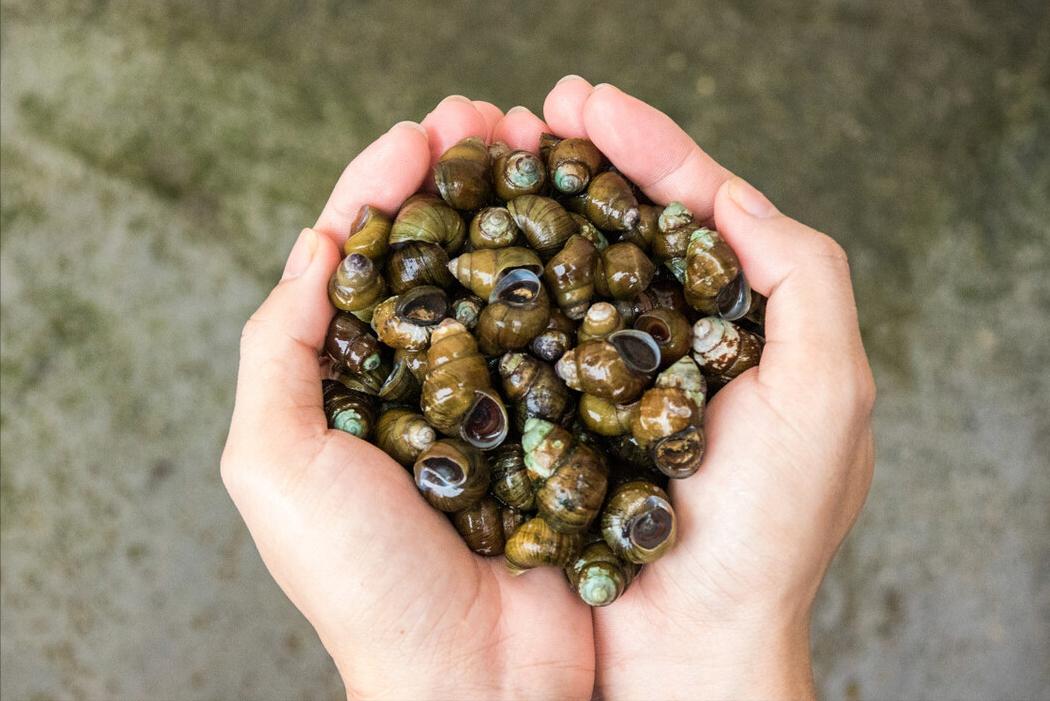 田螺要吃什么样的好,田螺要先清洗还是先去尾