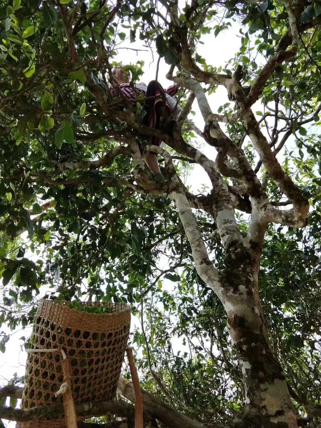 班章五寨老曼峨古树茶价格,班章五寨老曼峨古树茶