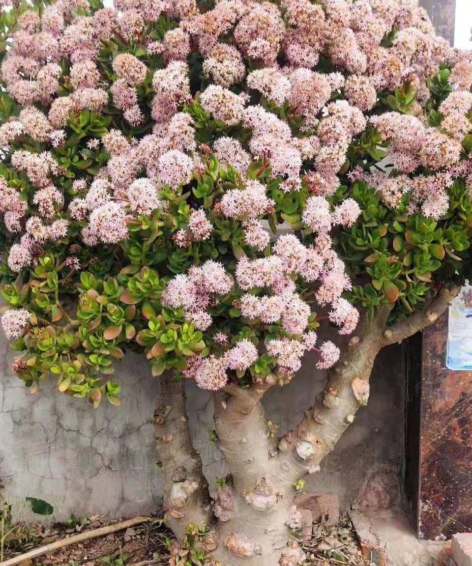 树龄30年的多肉老桩，看起来真美貌