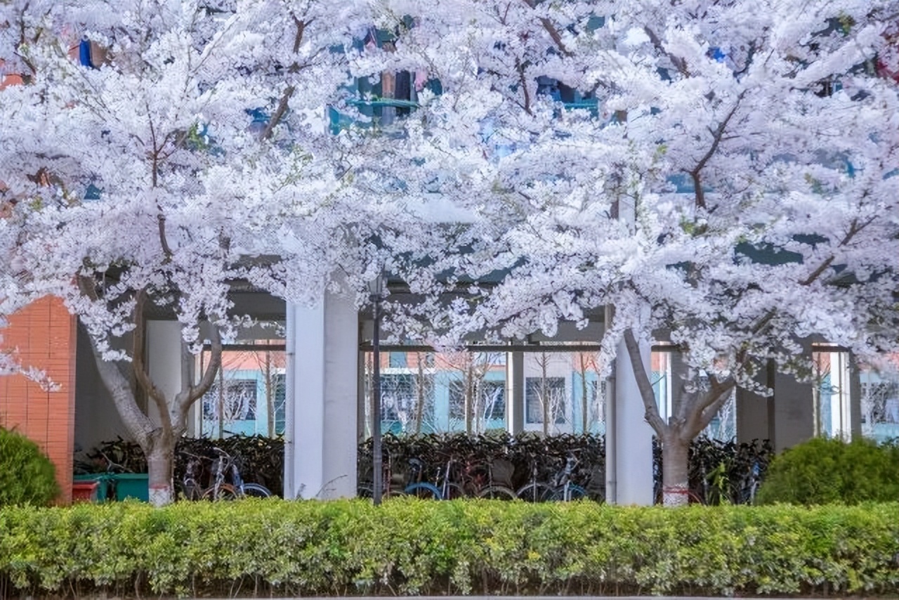 山东185名学霸高考前被保送名校,山东超牛本科学霸