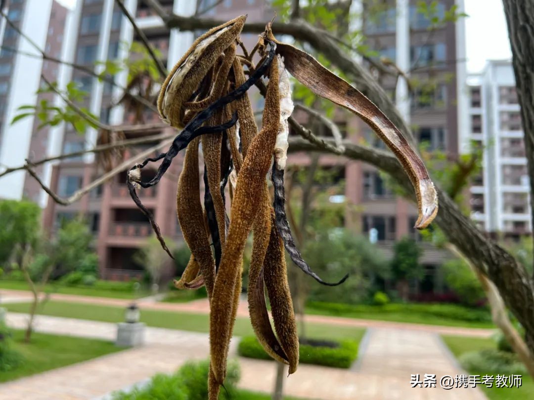 黄花风铃木品种介绍,黄花风铃木生长缓慢