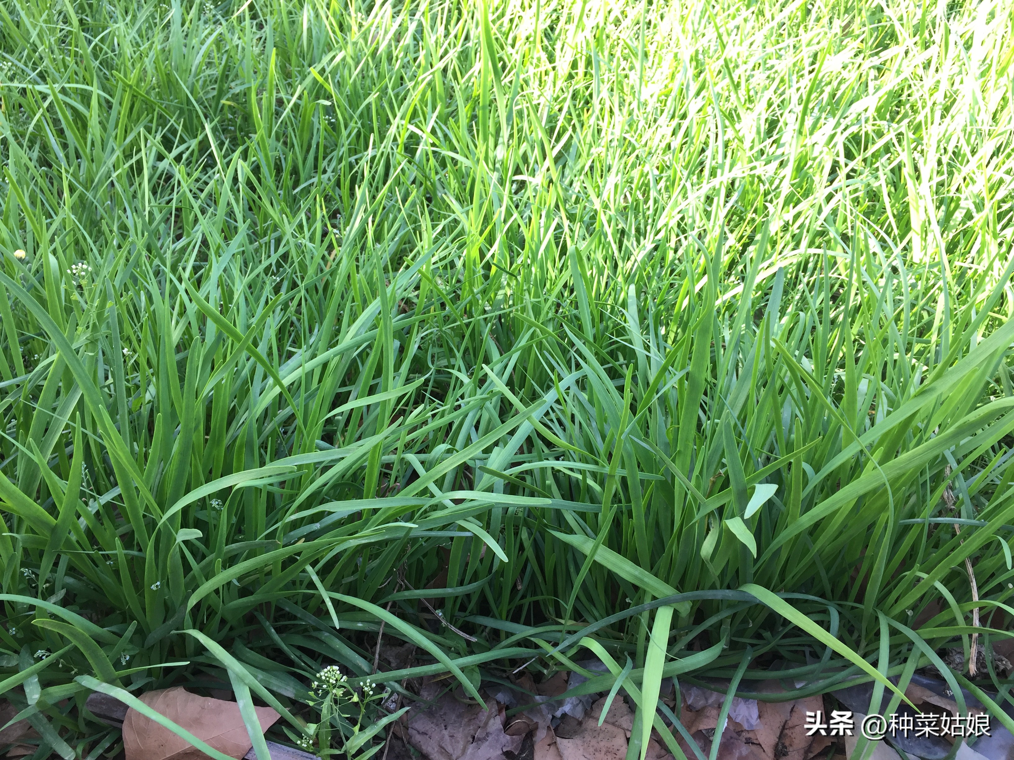 移栽韭菜根要立即浇水吗,盆栽韭菜苗移栽怎么浇水