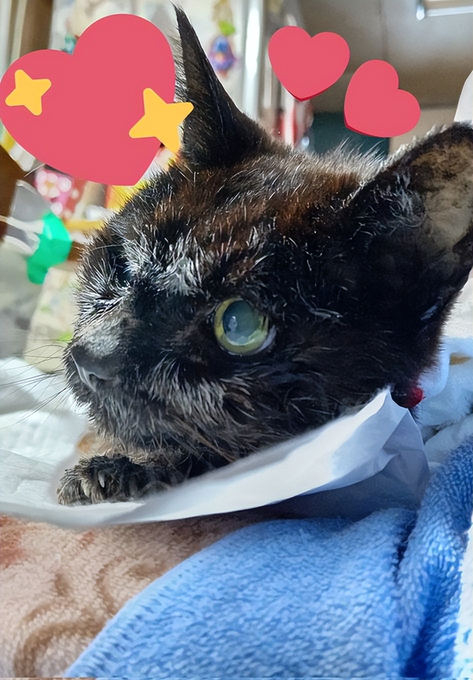 最长寿猫咪死亡,世界上最长寿的猫咪去世