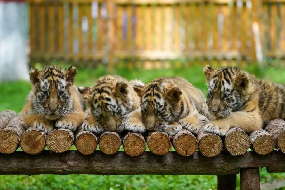 哈尔滨冰城冬季旅游攻略,冰城旅游攻略