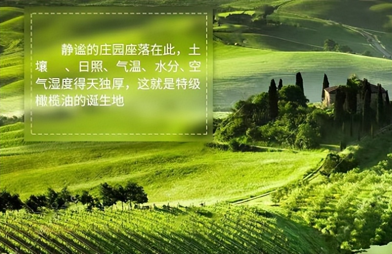 100%特级初榨橄榄油推荐,橄榄油好坏怎么辨别