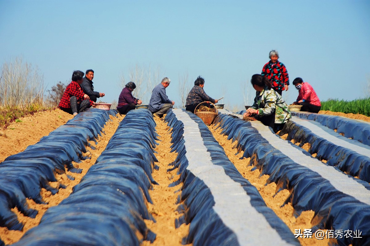 药材最新种植骗局揭秘,农村种植中药材靠谱吗