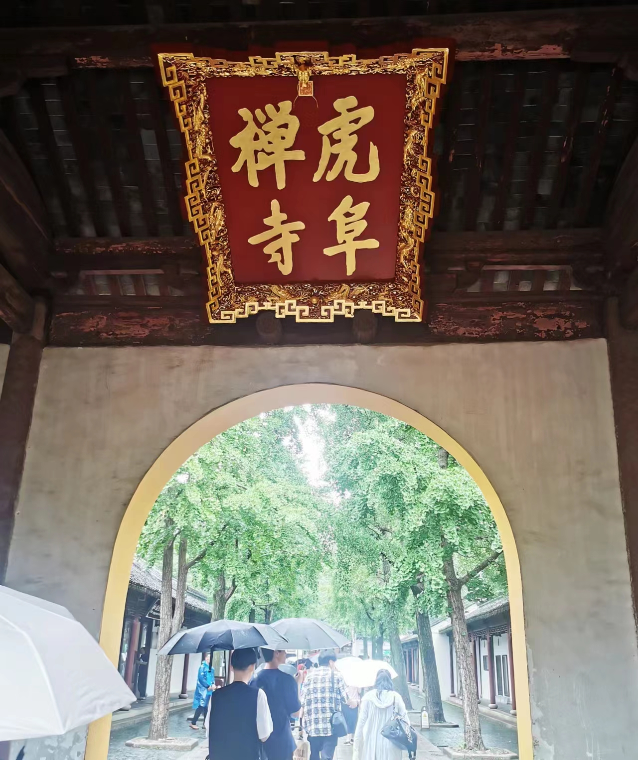 苏州虎丘茶花村,苏州最值得去的地方虎丘