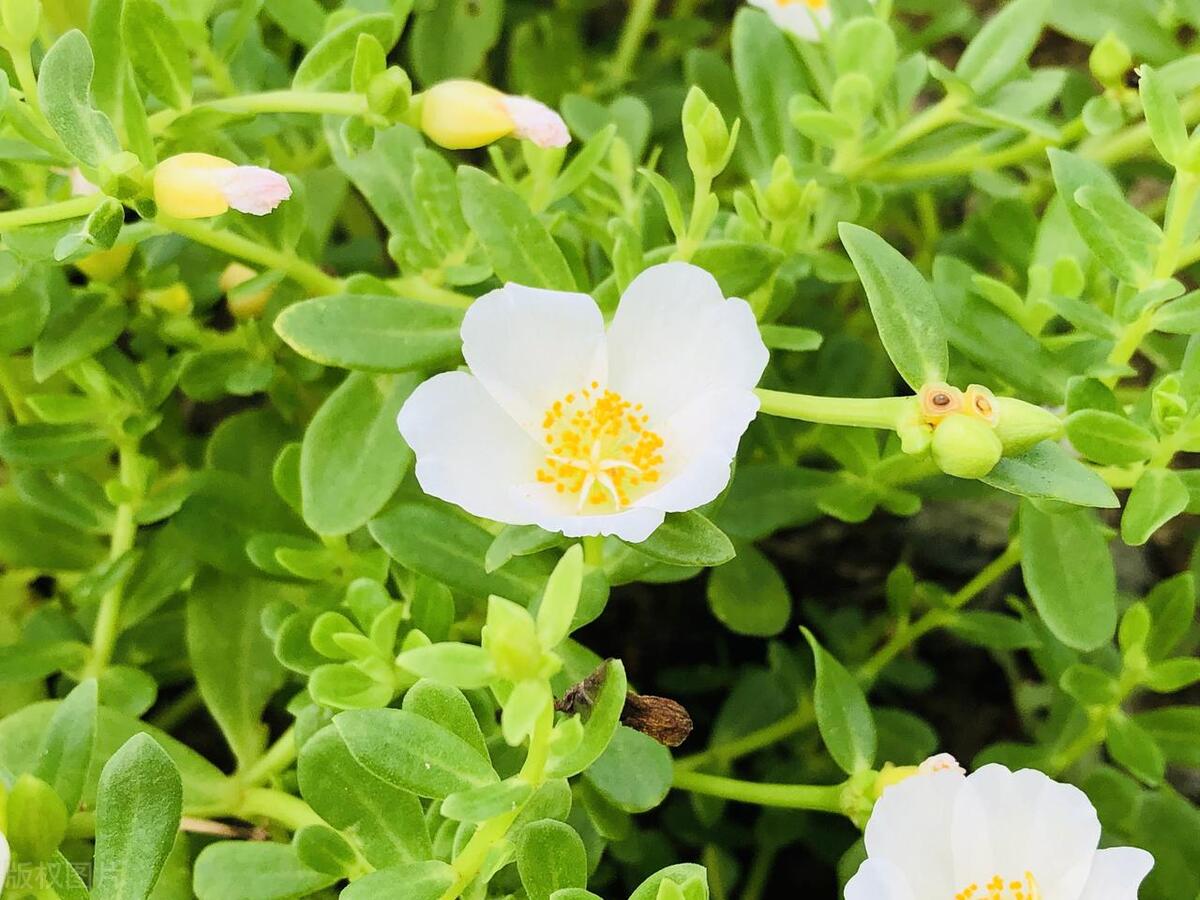 咱老百姓吃的野菜，竟是皮肤病的天然解药