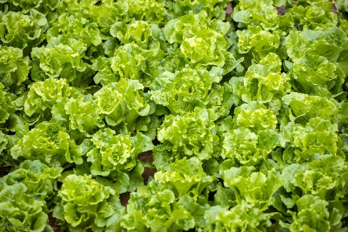 青菜种植管理及病虫害防治,青菜种植秘诀