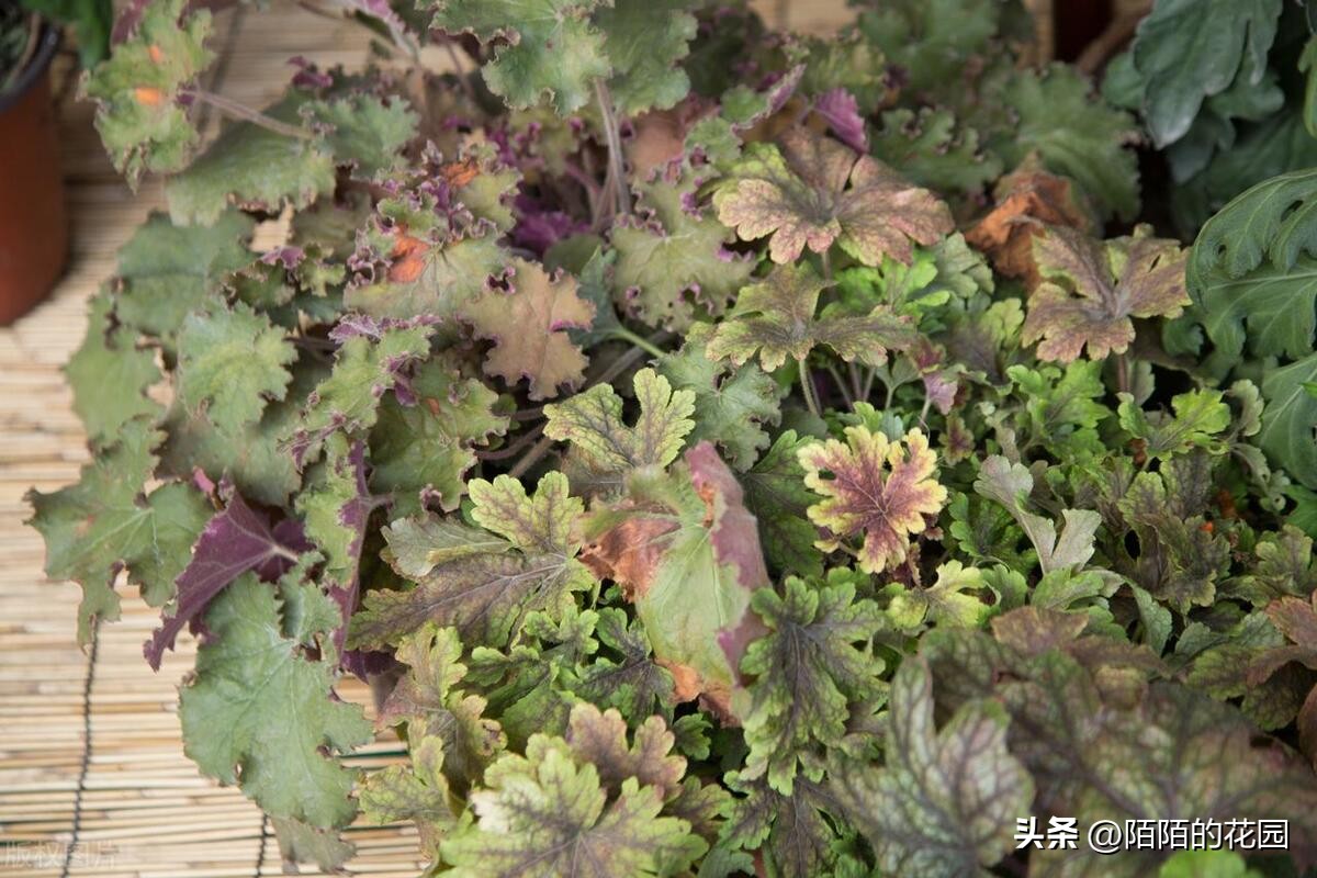 花园蚊子驱蚊用什么方法,夏天花园驱蚊虫最有效的方法