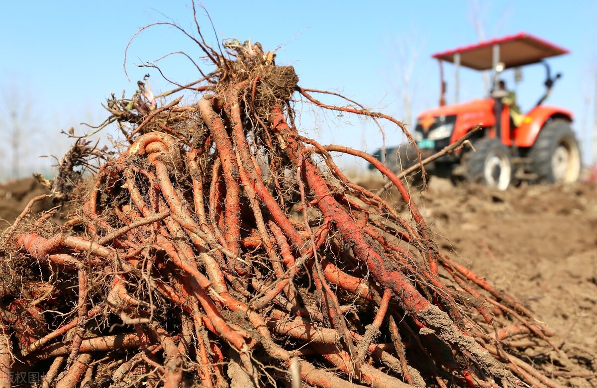 膝关节炎老中医,老人膝盖关节炎特效药