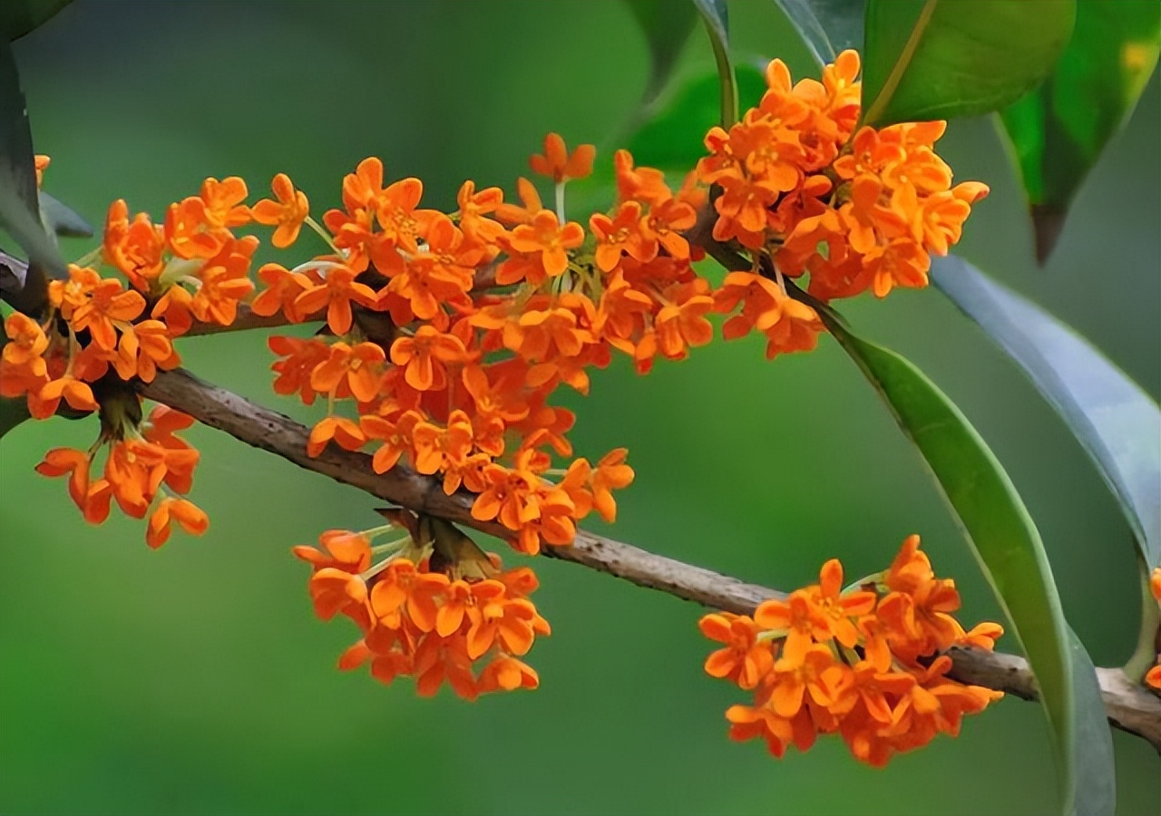 贵州的市花是什么,贵州省各个州的州府