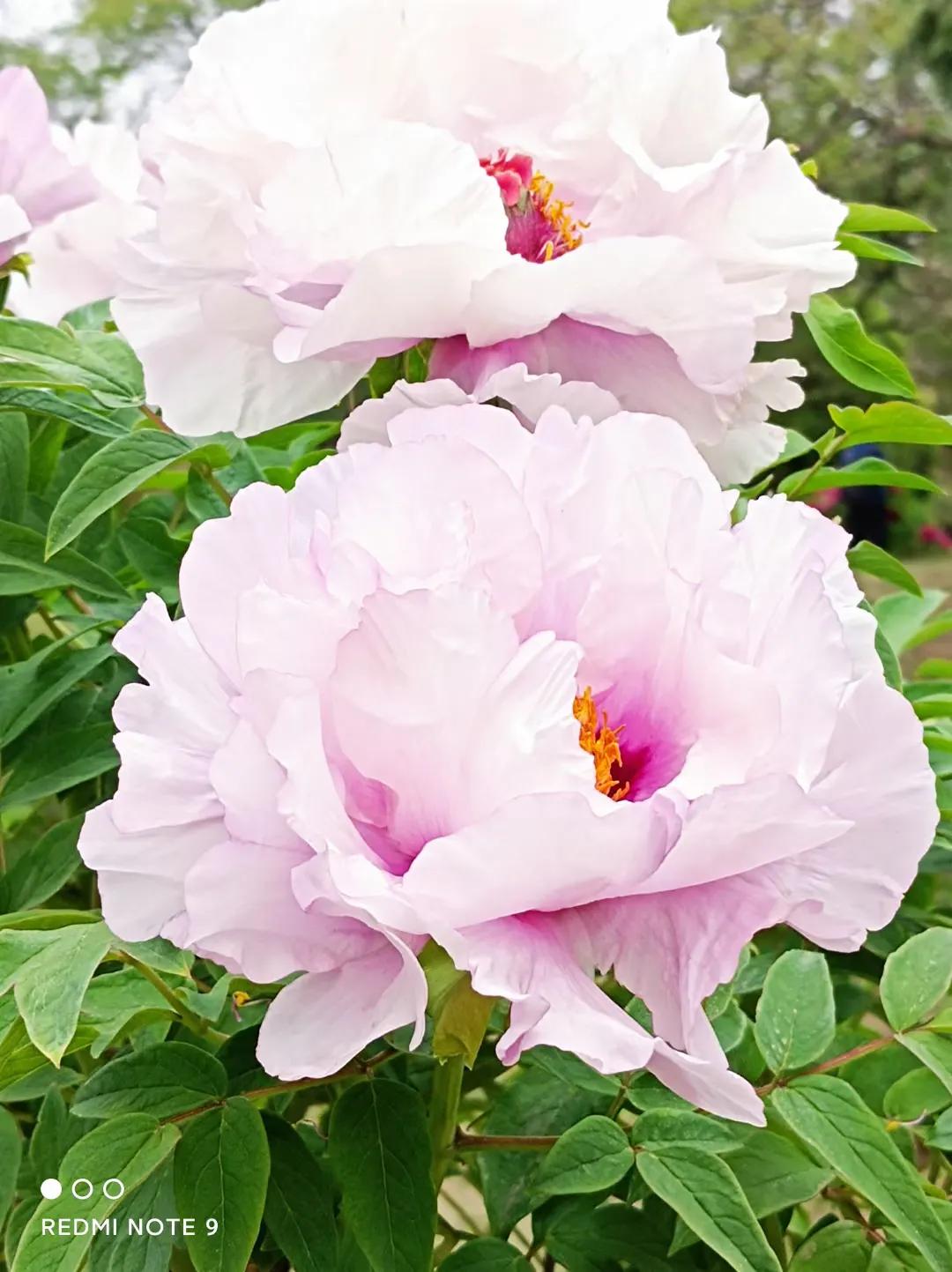 穿行在绿树和鲜花中，这辆开往春天的列车，你坐过了吗？