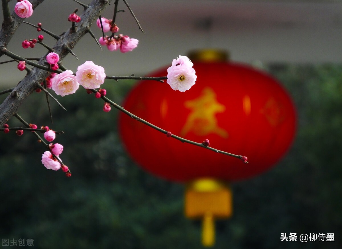 拍摄梅花多重曝光的技巧,拍摄梅花用什么镜头最好