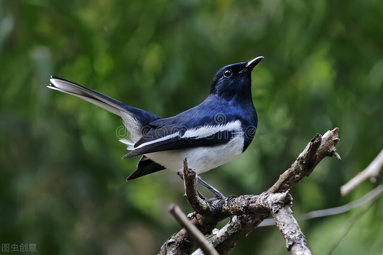 俗话说“三喜来，家聚财”，是指哪“三喜”？分别又有什么寓意？