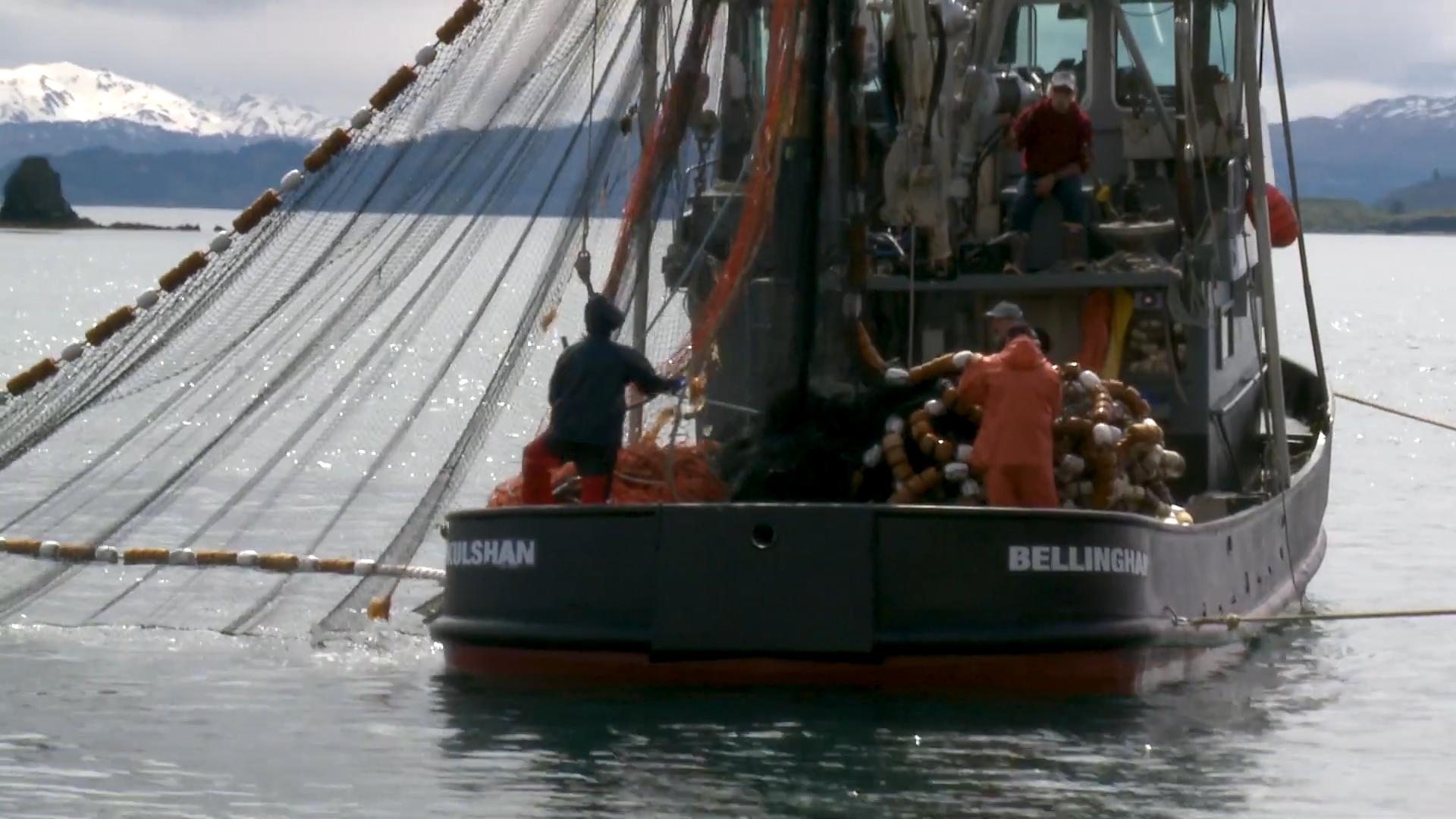 俄罗斯还往中国进口冷冻明太鱼吗,俄罗斯明太鱼为何出口中国