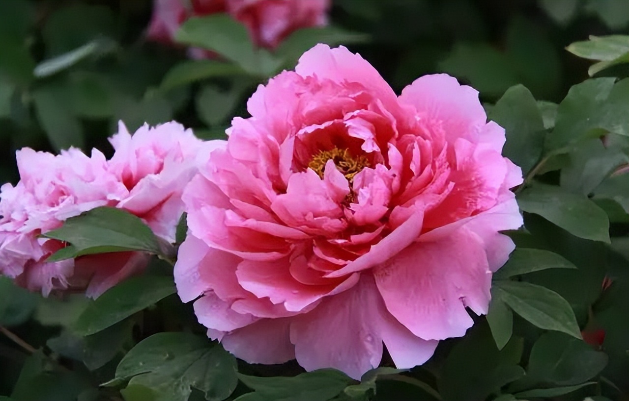 中国传统十大名花排名及文化内涵,中国十大名花惊艳世界