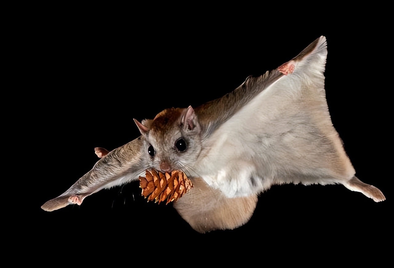 蝾螈从高处摔下来了,流浪蝾螈