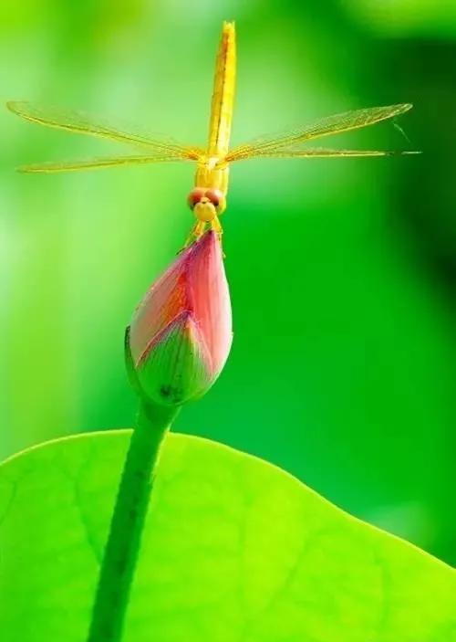 漂亮美丽的荷花壁纸,雨中荷花壁纸荣盛城