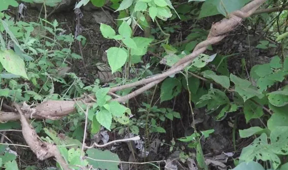 四川老汉挖出250斤人形树根,四川男子挖到人形树根