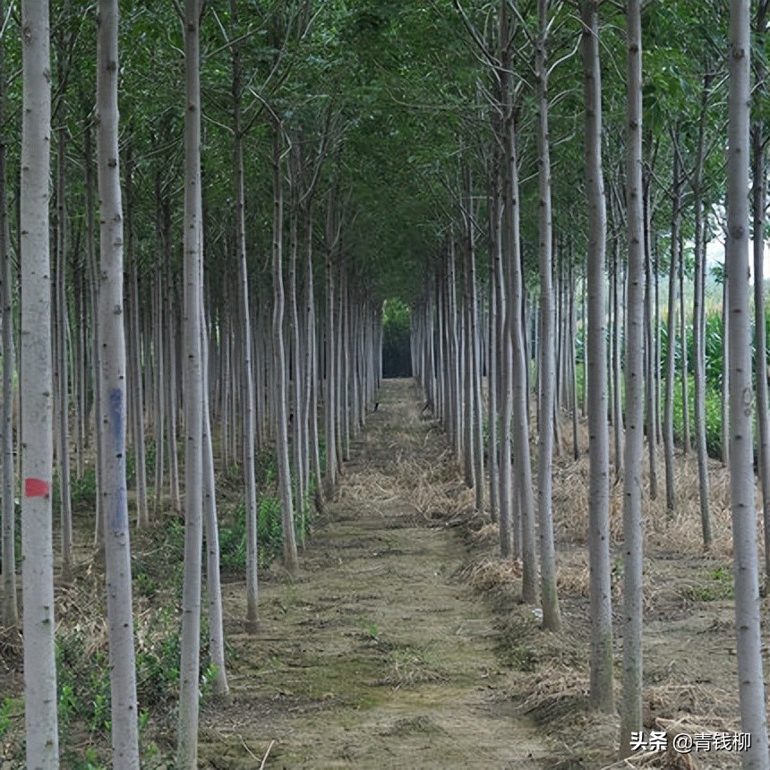白蜡造林,白蜡树种植讲解视频