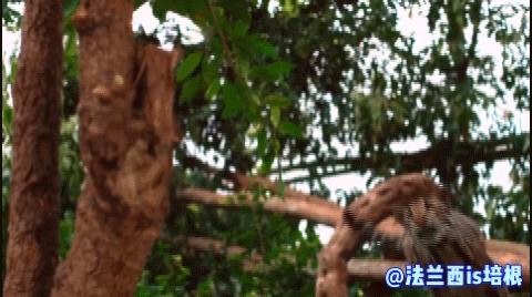 世界上最厉害的猫科动物豹猫,豹猫我国最可怜的野生猫科动物