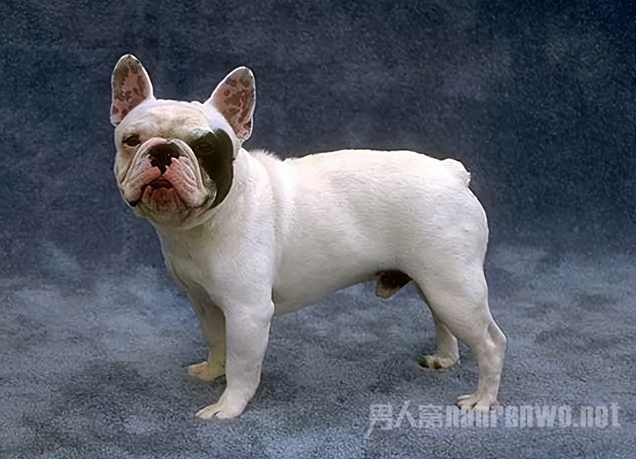 什么品种的狗狗适合有孩子家庭养,狗狗品种大全及图片拉布拉多